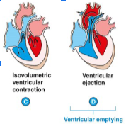 **2. Afterload**

The resistance that the heart must overcome to open the aortic valve

\
This is influenced by pressure in the arteries**:**

→ High blood pressure (hypertension) in arteries = harder to open valves

\
→ Athero-scler-osis**:** build-up of plaques in arteries = high blood pressure thus harder to open valves