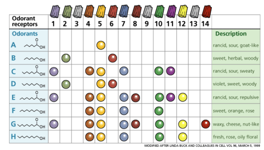 <p>individual odorants can activate multiple receptors, and individual receptors can be activated by multiple odorants.</p>