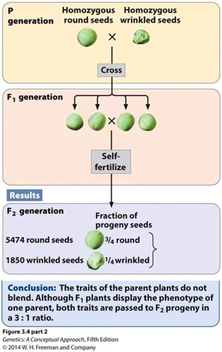 <p>3:1 ratio of dominant to recessive phenotypes.</p>