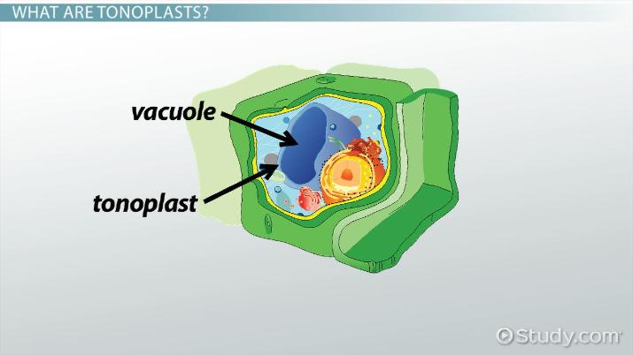 <p>Eén membraan: het tonoplast of vacuolemembraan.</p>
