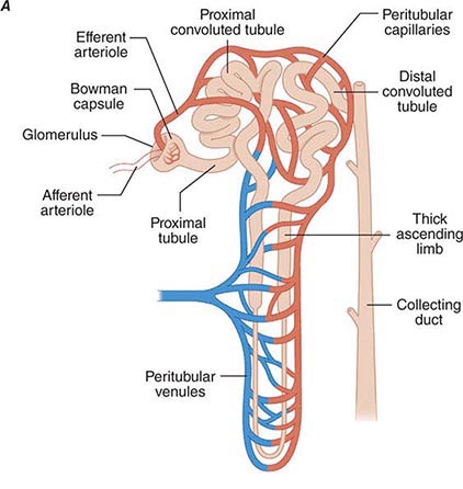 <ul><li><p><span><span>Efferent glomerular arterioles divide into capillaries that surround rest of nephron</span></span></p><ul><li><p><span><span>peritubular capillaries</span></span></p></li></ul></li><li><p style="text-align: left;"><span><span>Site of oxygen transfer to cells of nephron</span></span></p></li><li><p style="text-align: left;"><span><span>Tubular reabsorption and tubular secretion also occur at this levelPeritubular capillaries converge to form venules à larger veins à renal vein</span></span></p></li><li><p style="text-align: left;"><span><span>Renal vein leaves kidney at hilus</span></span></p></li><li><p style="text-align: left;"><span><span>Joins caudal vena cava to return to heart</span></span></p></li><li><p style="text-align: left;"><span><span>“clean blood”</span></span></p></li></ul><p></p>