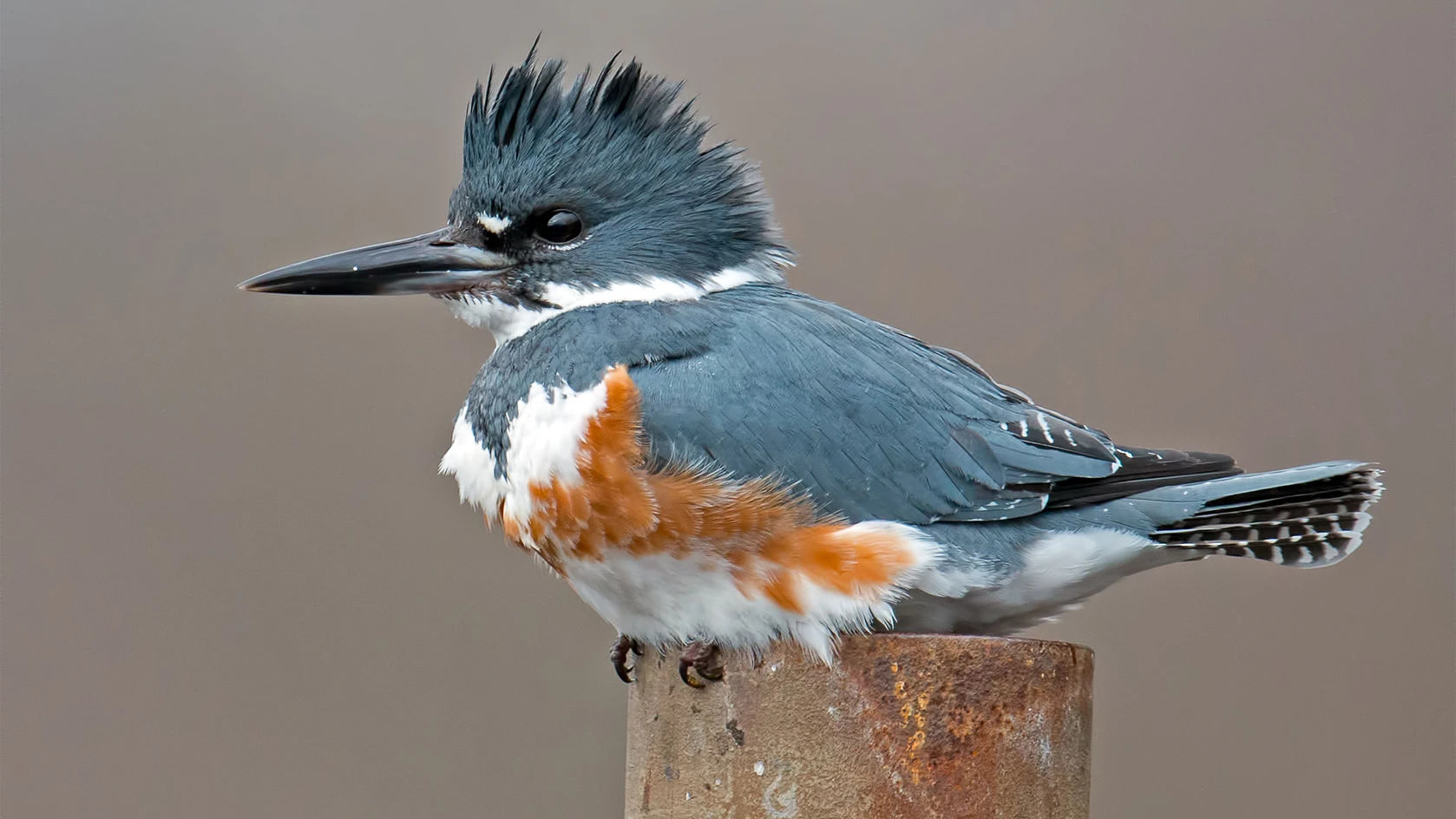 <p>Identify the specimen (common name only)</p>