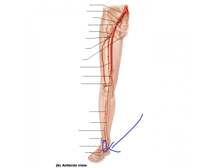 <p>splits off the anterior tibial artery near the level of the ankle and stays medial, forming one side of the arcuate arch</p>