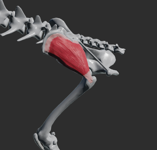 <p>odstup: ala ossis ilii</p><p>úpon: trochanter major femoris</p><p>fce: extenze v articulatio coxae</p><p></p><p>Fe: Odstupuje od ala ossis ilii, processus transversus sakrálních a prvních ocasních obratlů, upíná se na trochanter major femoris Podle některých autorů může m. gluteus medius plnit funkci abduktoru pánevní končetiny v articulato coxae</p>