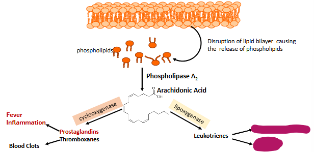 <p>Label this part of prostaglandin synthesis</p>