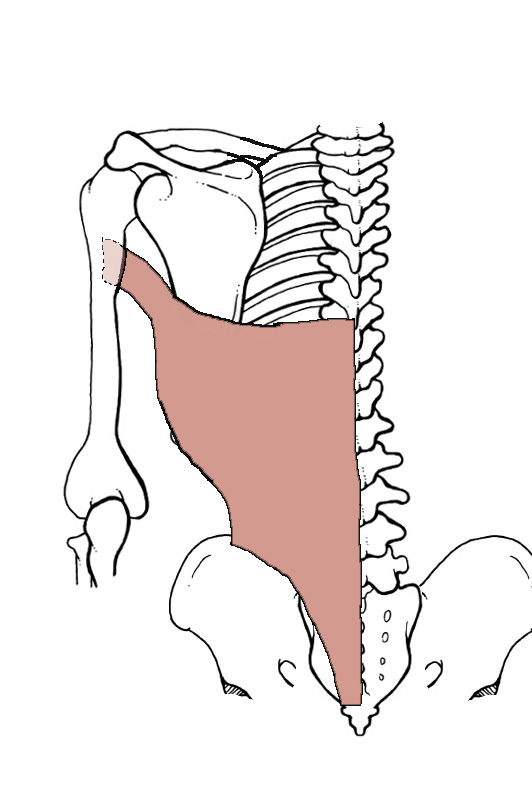 <p>Origin: <span>Vertebral spines from T7 to the Sacrum, posterior third of the Iliac crest, lower 3 or 4 ribs, sometimes from the inferior angle of the scapula</span></p><p>Insertion: <span>Floor of the intertubercular groove</span></p><p>Action: <span>extends the arm and rotates the arm medially</span></p>