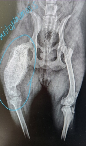 <ul><li><p><span style="background-color: transparent;"><strong><span>Et: </span></strong><span>Fungal or bacterial infection</span></span></p></li></ul><ul><li><p><span style="background-color: transparent;"><strong><span>Cs: </span></strong></span><span style="background-color: transparent; color: red;"><strong><span>Lameness, Muscle atrophy, Soft tissue swelling</span></strong></span></p></li><li><p><span style="background-color: transparent;"><strong><span>Dt: Radiographs, Urine!!</span></strong><span> histoplasmosis antigen (Mira Vista), CT scan,</span></span></p></li><li><p><span style="background-color: transparent;"><strong><span>Bone biopsy and culture</span></strong></span></p><ul><li><p>Fungal: fresh</p></li><li><p>Bacterial: fresh/frozen </p></li></ul></li></ul><p></p>