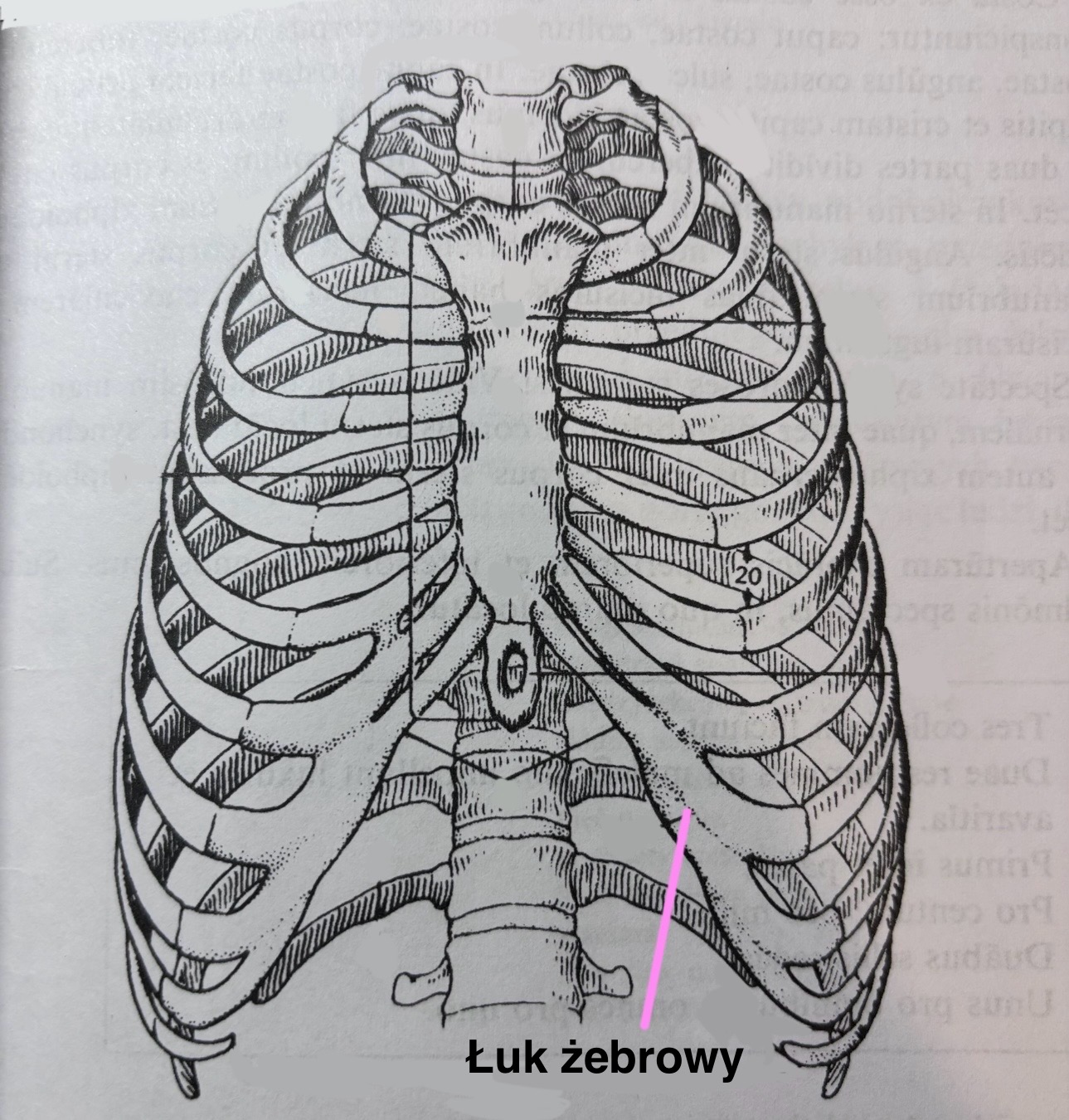 <p>Łuk żebrowy</p>