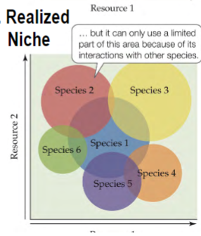 <p>the limited part of area in the fundamental niche where an individual/species can ACTUALLY use because of interactions/competition with other species</p>
