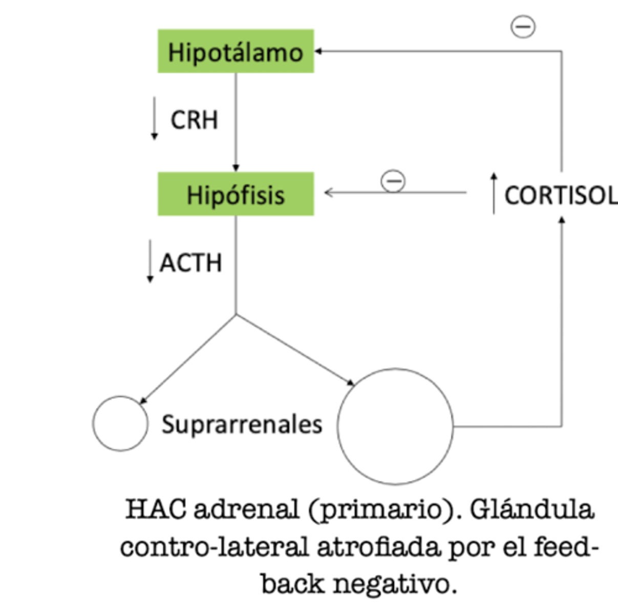 <p>primario/ adrenal</p><p>por el feedback negativo al hipófisis</p>