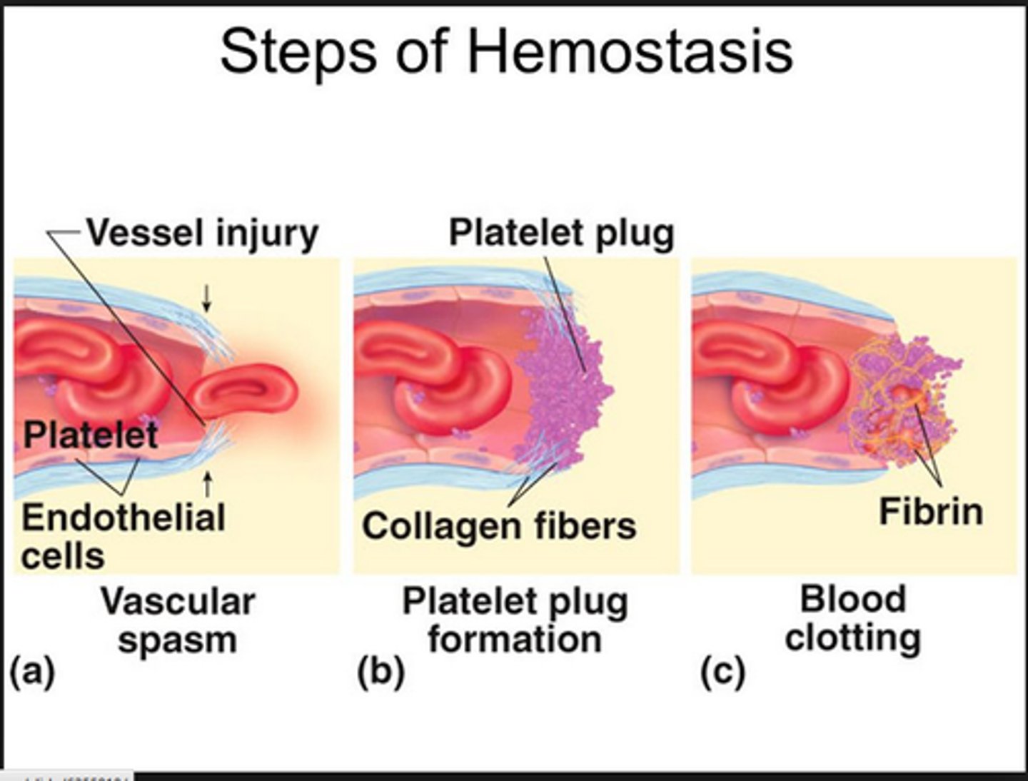 <p>helps in clot formation (lowest amount)</p>
