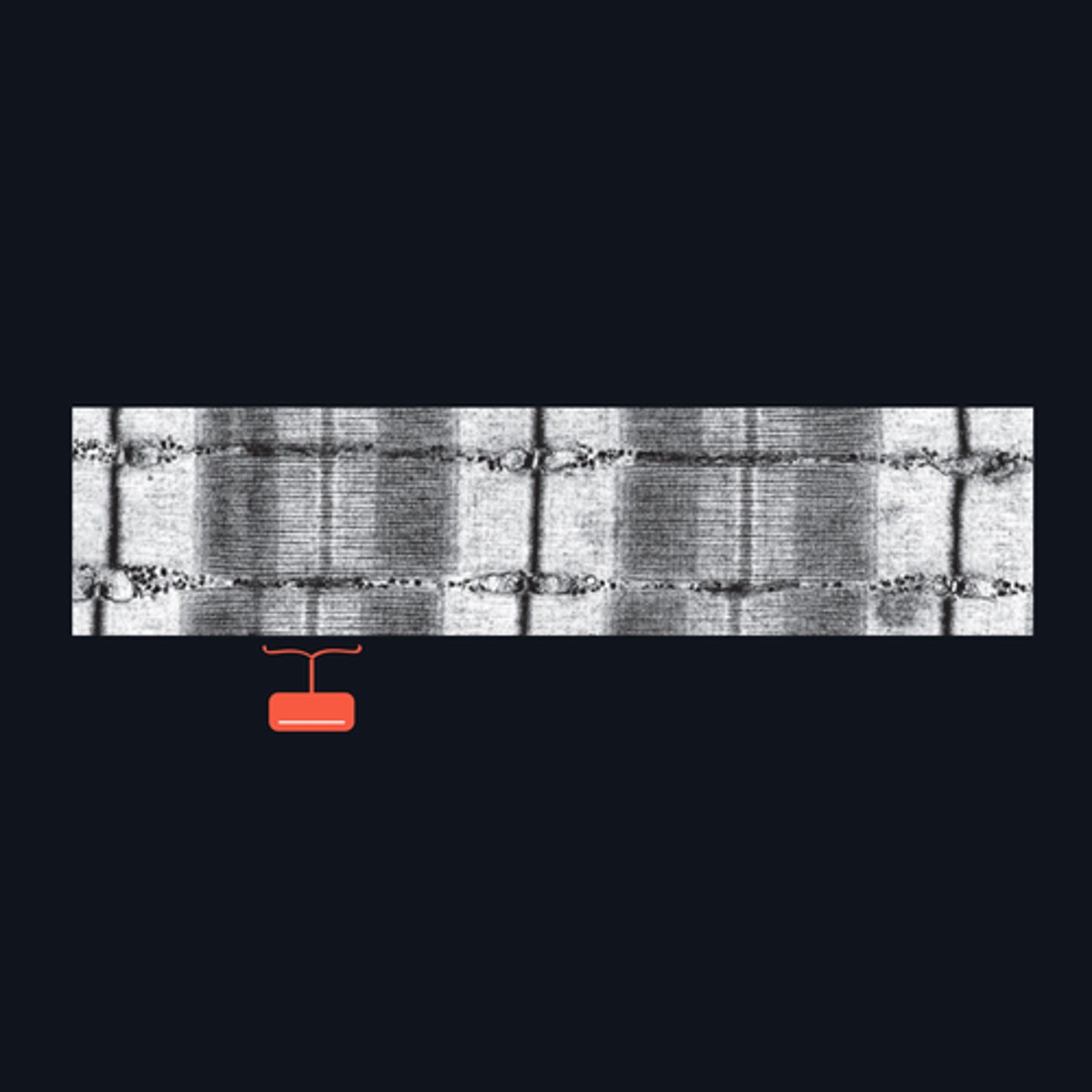 <p>Identify the structure</p>
