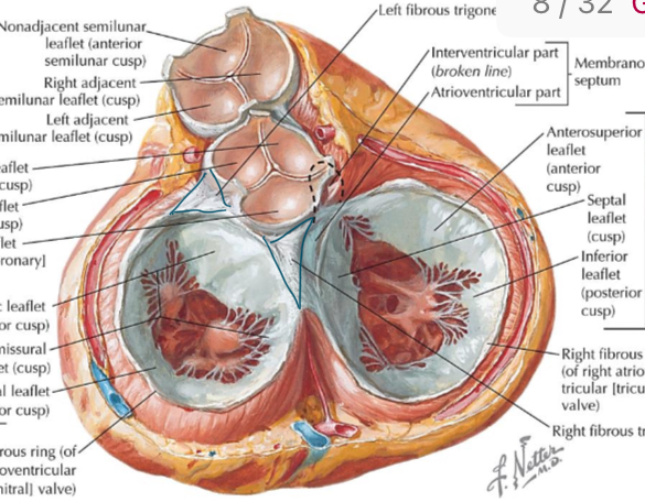 <p>Kas yra skaidulinio audinio trikampiai?</p>