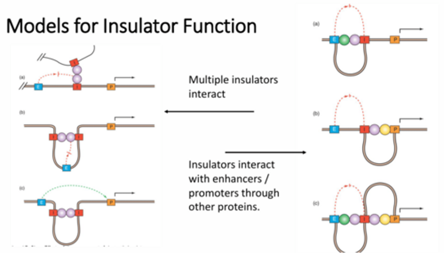 <p>1 - multiple insulators can interact between two different strands of DNA to block the enhancer's ability to fold over and interact with the promoter. If the insulators are on the same strand of DNA they can interact to form loops to prevent the folding of the enhancer or to hide sections of DNA from the enhancer</p><p>2 - insulators can also interact with other proteins in order to block enhancer interactions. These extra proteins can result in interactions with the enhancers, the promoters, or both to block enhancement of transcription of a given gene.</p>