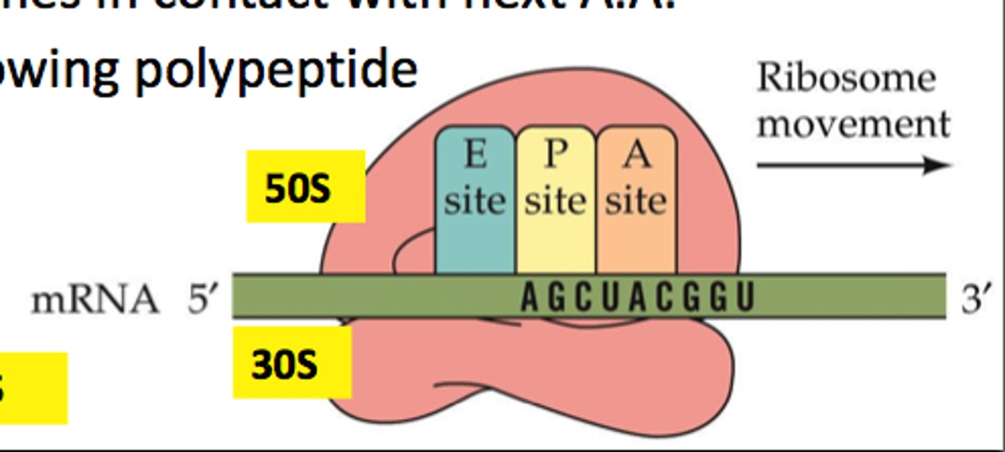<p>A site: binds free Aminoacyl- tRNA</p><p>P Site: binds Peptidyl-tRNA</p><p>E Site: Exit site,</p><p>(Not really talked about this in depth in class)</p>