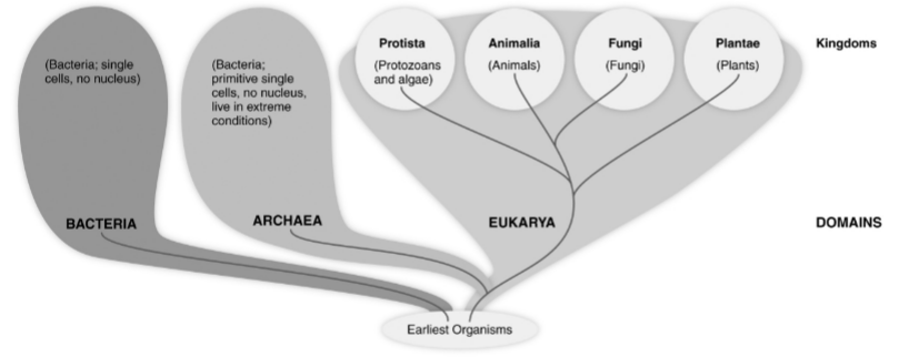 Based on the figure above, which group of organisms is most closely related to members of the Kingdom Animalia?	