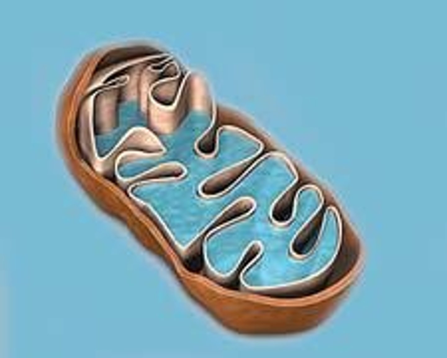 <p>The folds of the inner mitochondrial membrane that increase its surface area, enhancing the capacity for ATP production through oxidative phosphorylation.</p>