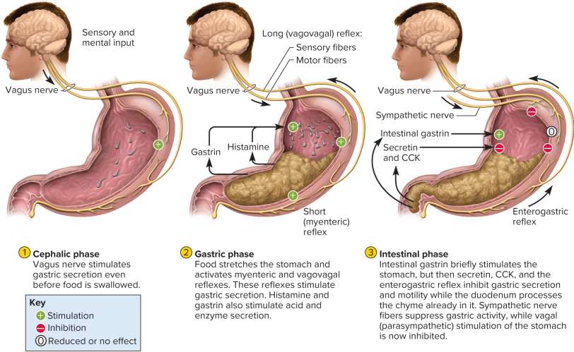 <p>Gastric phases</p>