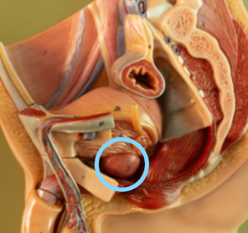 <p>Prostate gland</p>