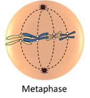 <p>Metaphase</p>