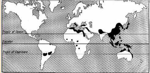<p><span>aka old world hookworm</span></p><ul><li><p><span>Not found in US but range overlaps with Necator americanus</span></p></li></ul><p></p>