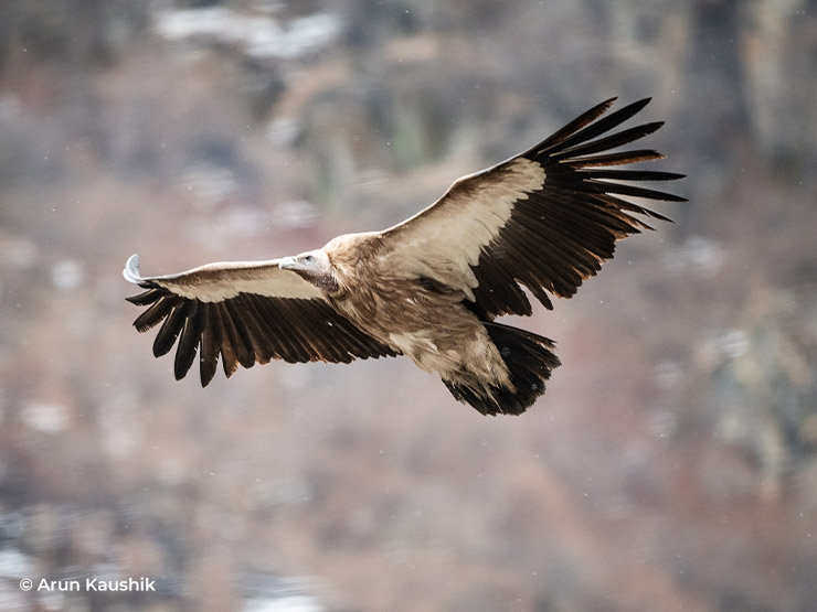 <p>Himalayan Griffon</p>