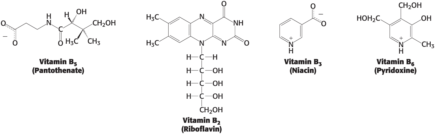 <p>Are a diverse group of small, water soluble molecules </p>