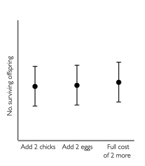 <p>Costs of forming and incubating an extra 2 eggs did not reduce success</p>