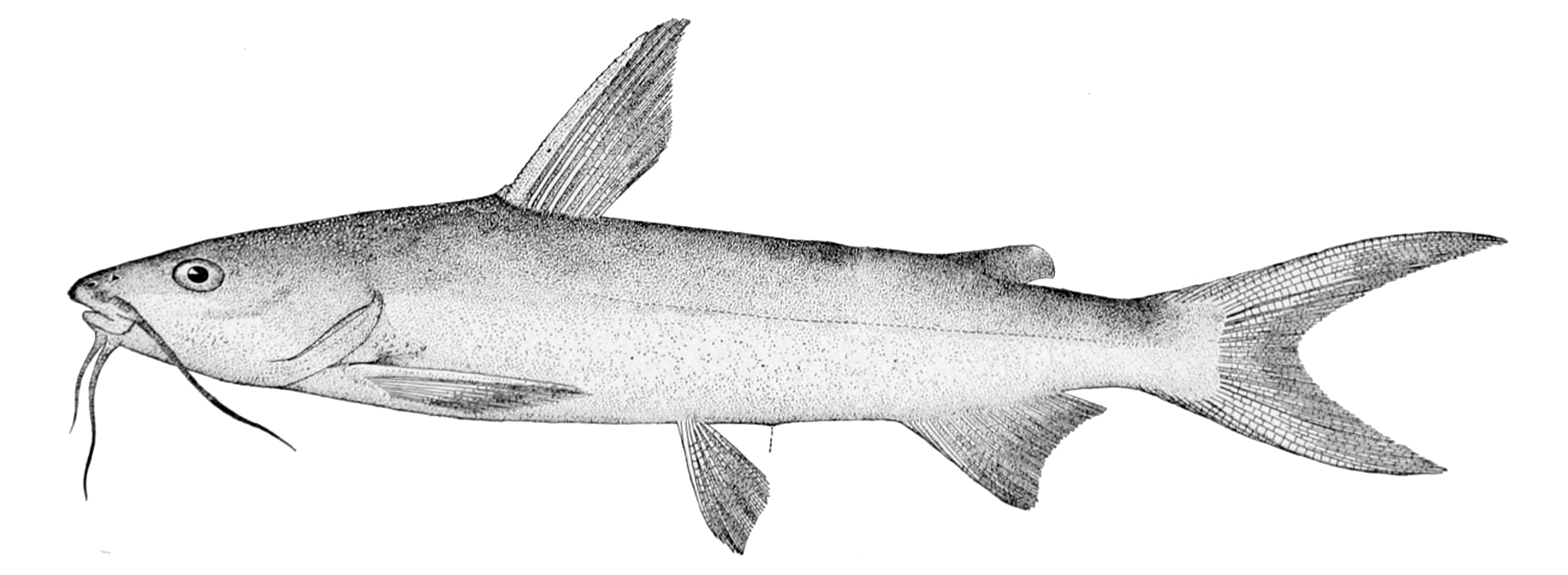 <p>salt water catfish</p>