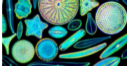 <p>Diatoms</p>