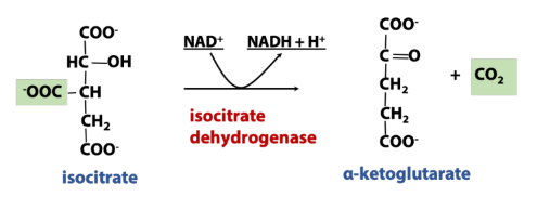 <p>Rxn in <strong>dehydrogenation</strong> (TCA rxn) </p>