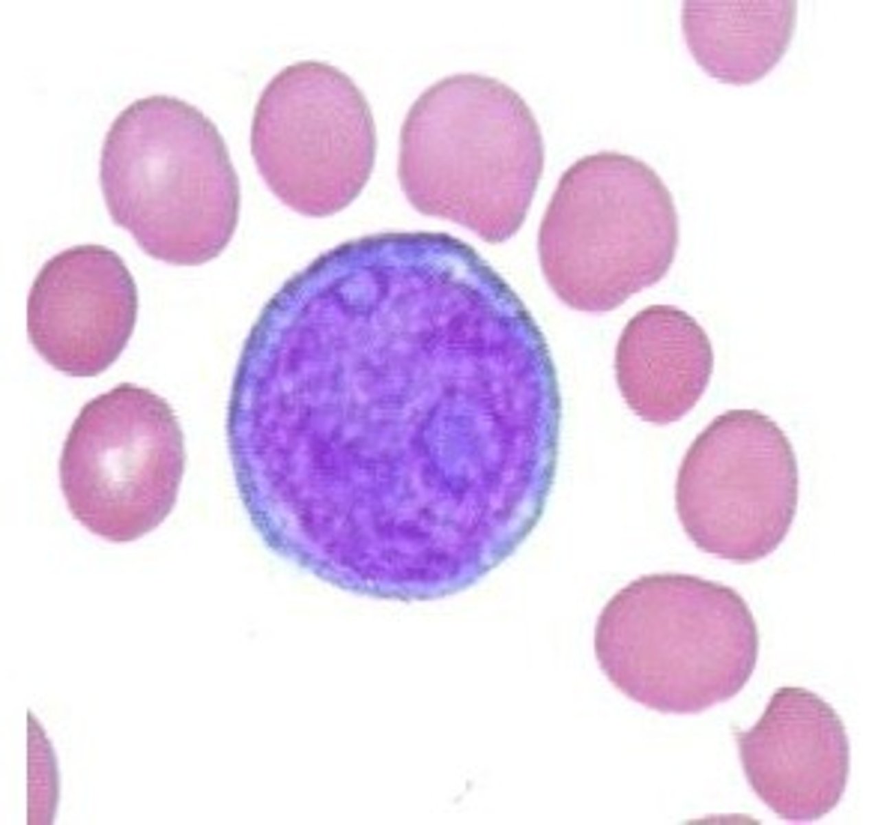 <p>1 or 2 blue nuclei, less basophilic than other blasts (more blue cytoplasm), lacy chromatin</p>
