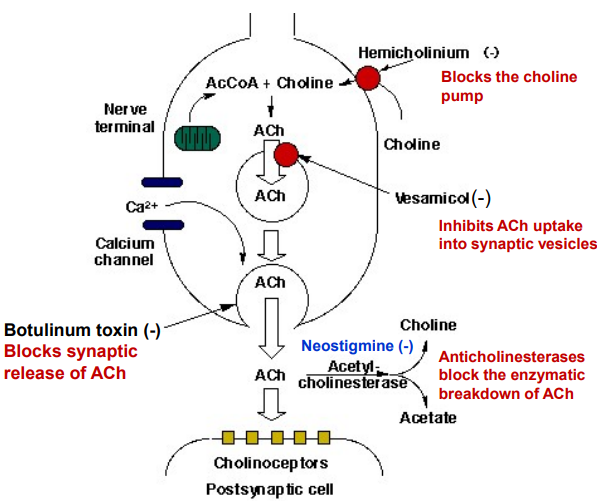 <ul><li><p>Botulinum toxin blocks <strong>acetylcholine (ACh) release</strong> at cholinergic nerve terminals by cleaving SNARE proteins, preventing vesicle fusion and neurotransmitter exocytosis, leading to <strong>muscle paralysis</strong>.</p></li><li><p>cosmetic reduction of wrinkles by <strong>relaxing muscles.</strong></p></li></ul><p></p>