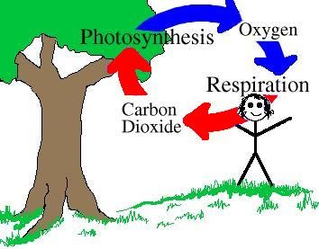 <p>odorless gas that is a product of cellular respiration and that plants absorb in the process of photosynthesis</p>