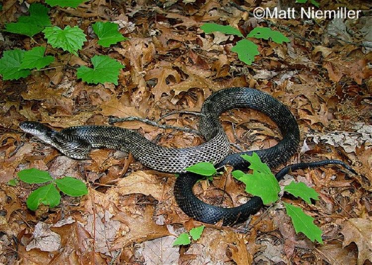 <p>A large snake (42.0 to 72.0 inches in length) with a variable color pattern. Dorsal color is usually black spackled with bits of white between scales and having a light throat.</p><p>Some specimens may be gray with blotches of brown or darker gray on back. Scales are slightly keeled. Belly is whitish in color near the head, but becomes a black checkerboard pattern towards the tail. Juveniles are gray strongly patterned with the brown or dark gray blotches.</p>