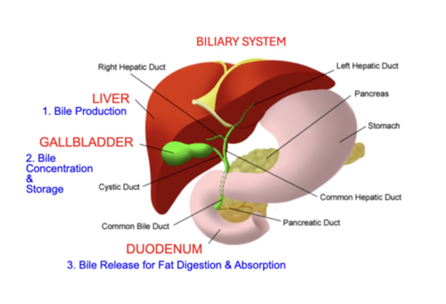 <p>serves to produce and deliver BILE secretions into the GI tract</p><p>includes:</p><p>- liver</p><p>- gallbladder</p><p>- duodenum</p>