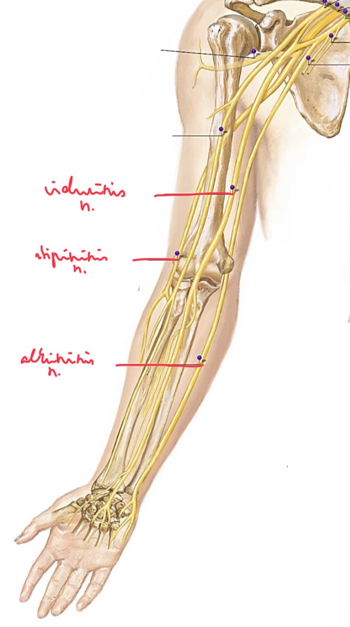 <p>STipininis</p><p>Alkuninis</p><p>Vidurinis nervai</p>