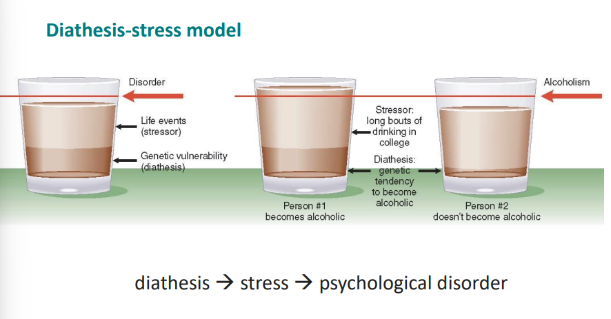 <p>Genetic predispostion+stress=disorder</p>