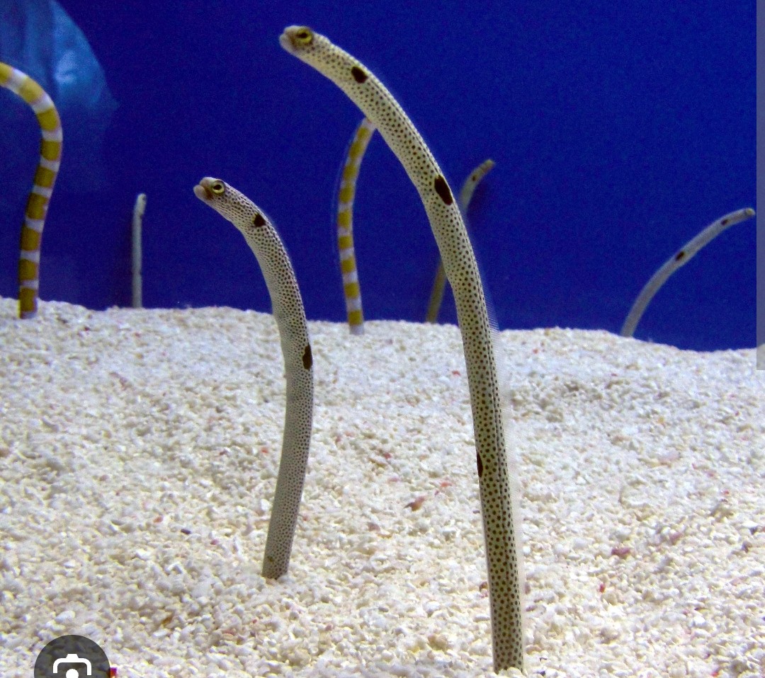 <p class="has-focus">Congridae family</p><p>feed on small planktonic organisms, such as copepods and shrimp larvae</p><p class="has-focus">typically whitish with numerous small black spots and three larger, distinctive black spots: one at the gill opening, one mid-body, and one near the anus</p>