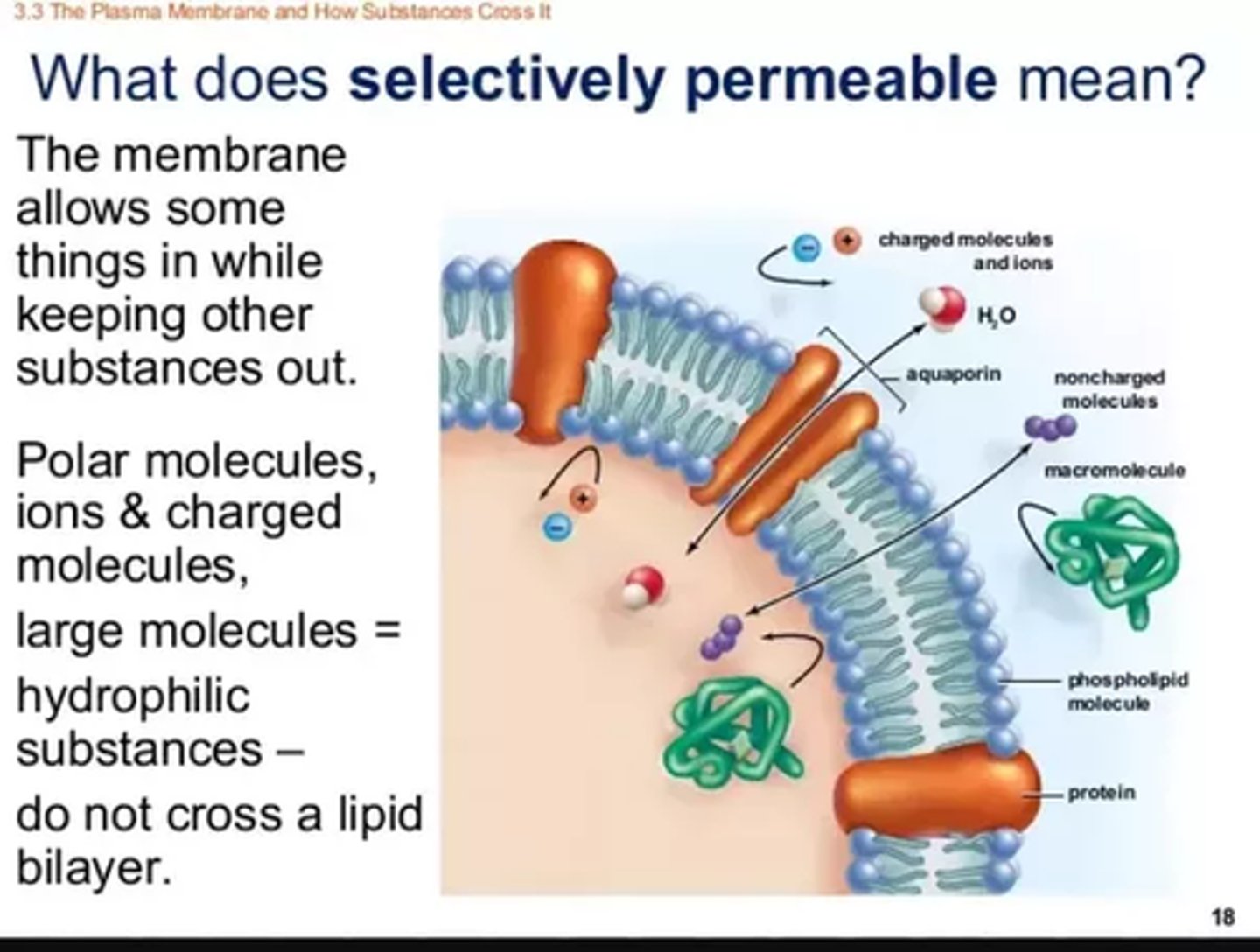 <p>False. One of the key things about Cell Membranes are that they can create distinct Internal and External Environments! Cell membranes are considered "Selectively Permeable." They cannot control the movement of some particles, though.</p>