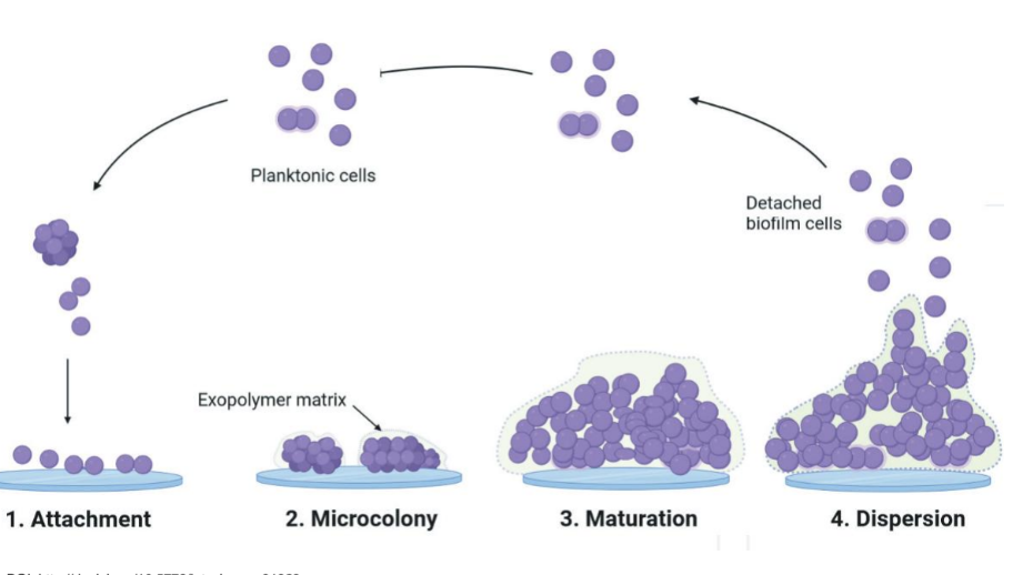 <ol><li><p>Initial attachment of bacteria to a surface. </p></li><li><p>Microcolony formation as bacteria multiply</p></li><li><p>Maturation of biofilm structure. </p></li><li><p>Dispersion of cells to colonize new surfaces. </p></li></ol><p> </p><p></p>