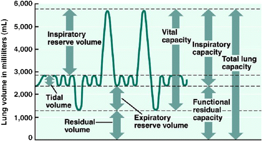 <p>include lung volumes (tidal, inspiratory, expiratory reserve and residual) and lung capacities (inspiratory, functional residual, vital, and total)</p>