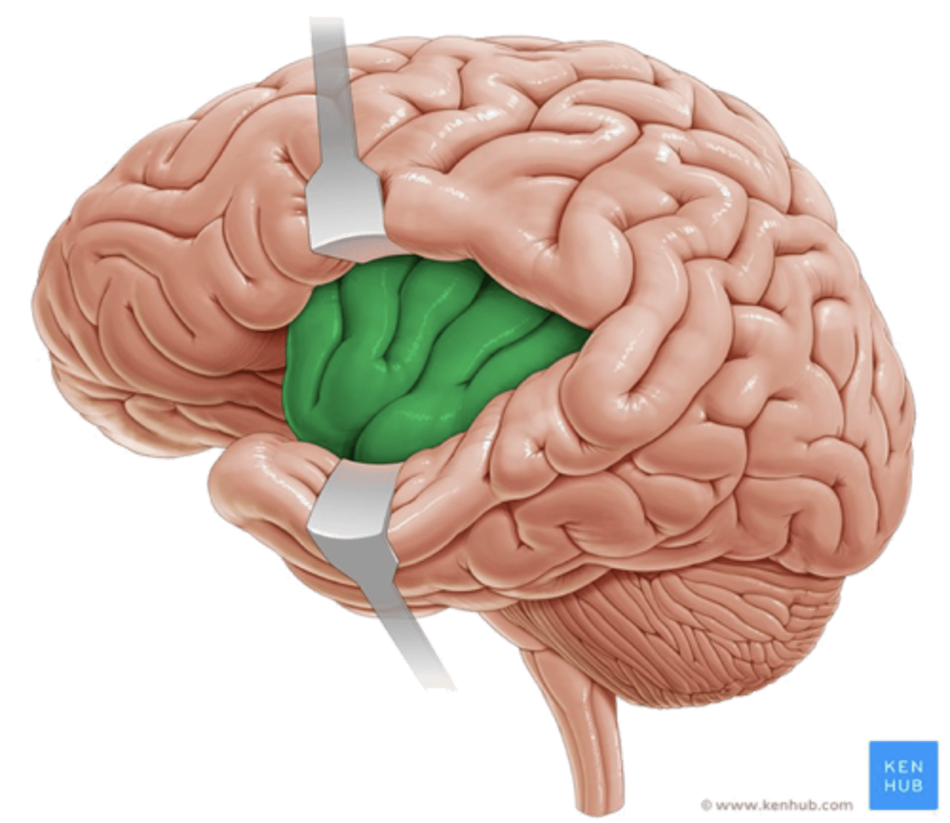 <p>desires, cravings and addictions</p>