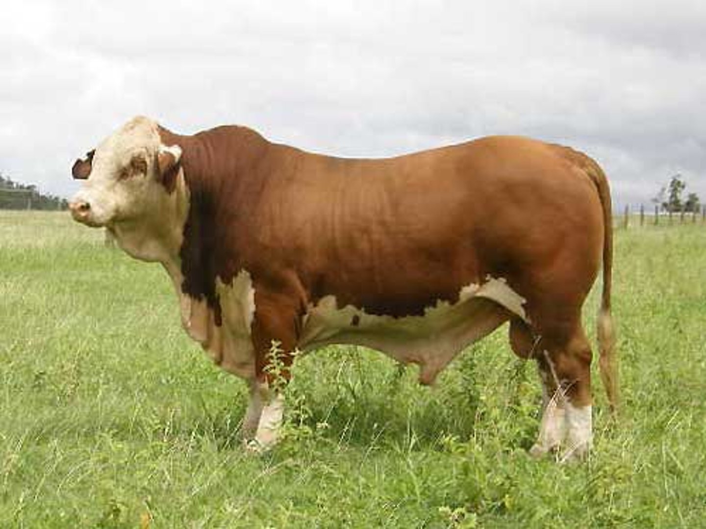 <p>American Beef Breed</p><p>3/8 Brahman, 5/8 Hereford.</p><p>Superior maternal ability.</p><p>Red like a Hereford, with white underbelly, head and feet.</p>