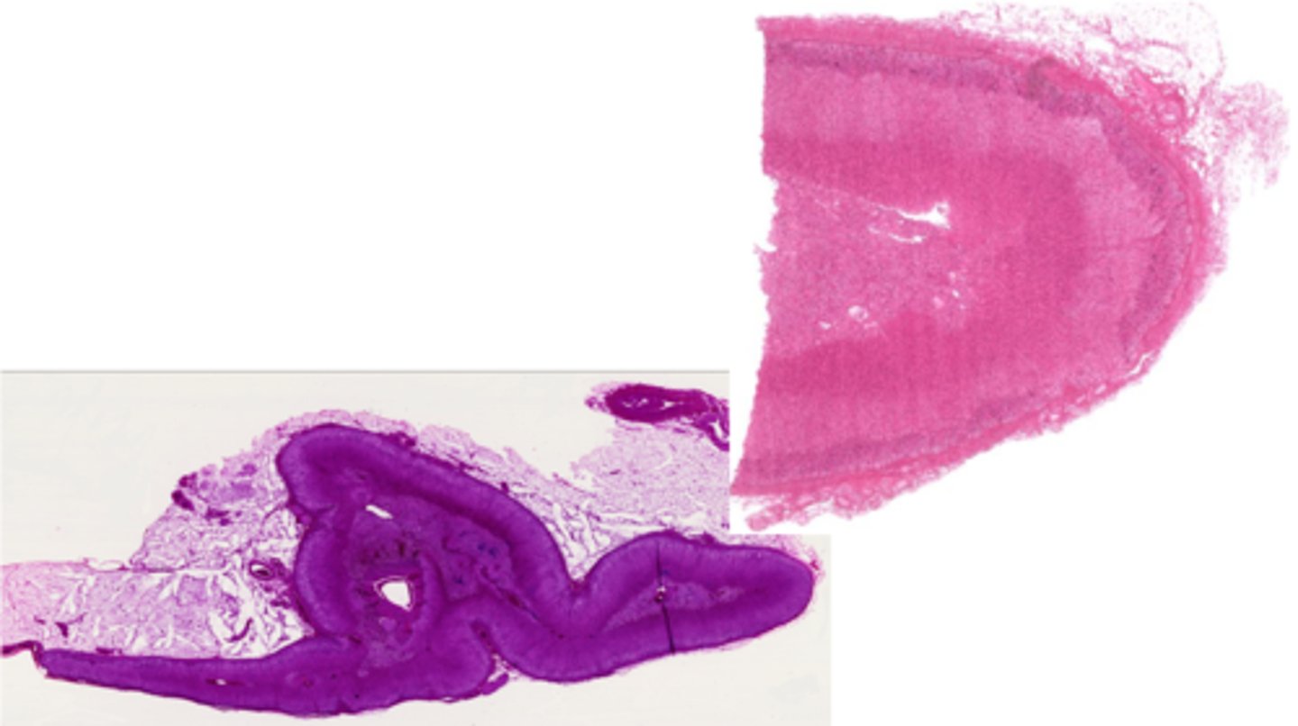 <p>Identify the organ</p>