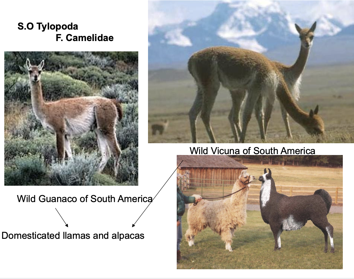 <p>Order? Suborder? Family? </p>