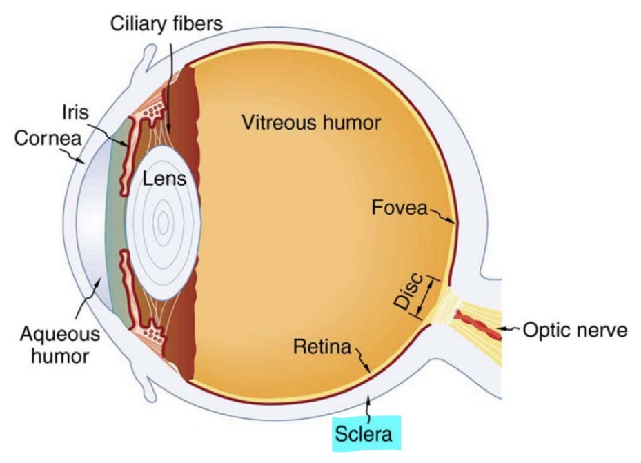 <p><u>Anterior Chamber</u></p><p>Sclera </p>