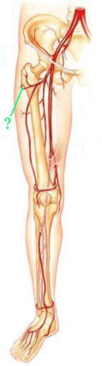 <p>Identify the indicated blood vessel.</p>