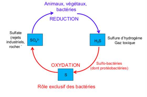 <p>attention: qd on déséquilibre </p><p>→ soit trop de SO4 2- </p><p>→ soit appauvri les sols en bacté</p>