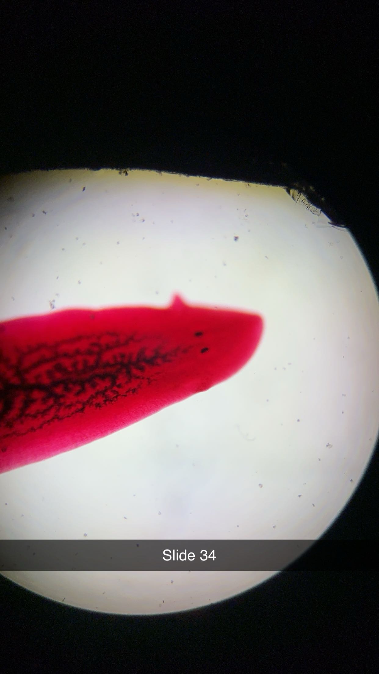 <p>genus, class, phylum </p>